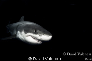 Great Whites in the dark. by David Valencia 